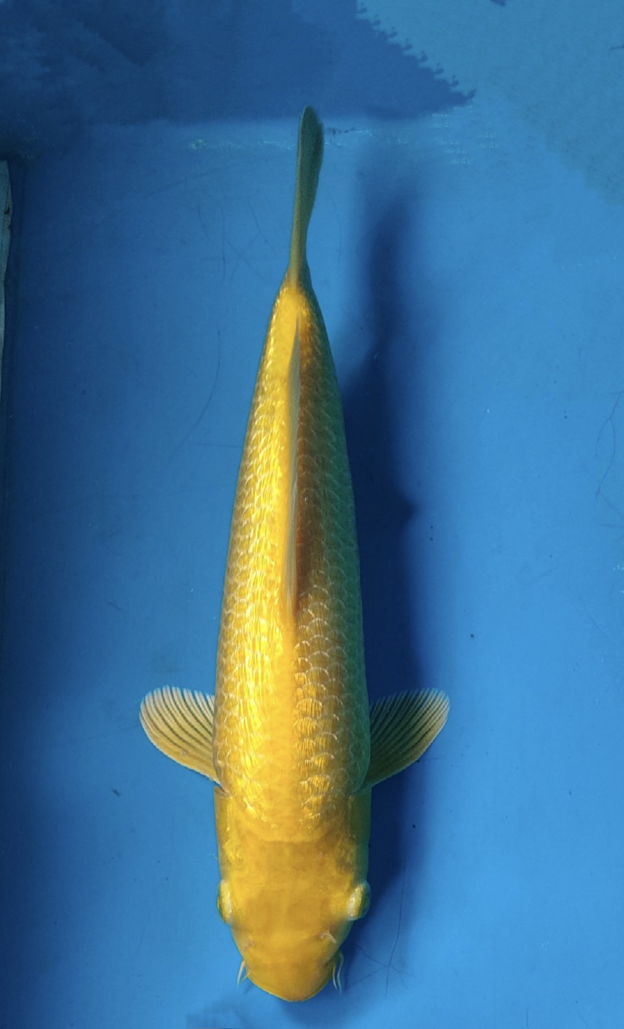 Juara 1