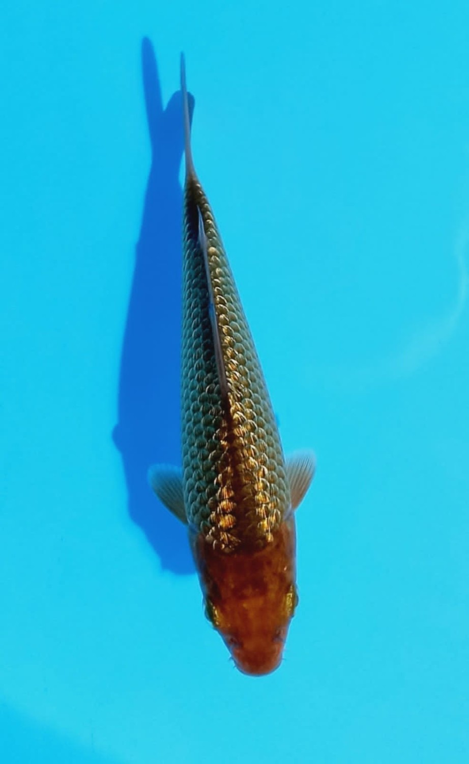 Best In Size E Up To 12 cm
