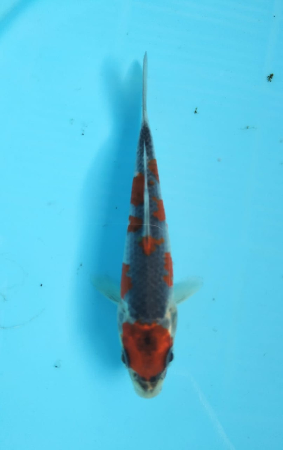 Juara 1