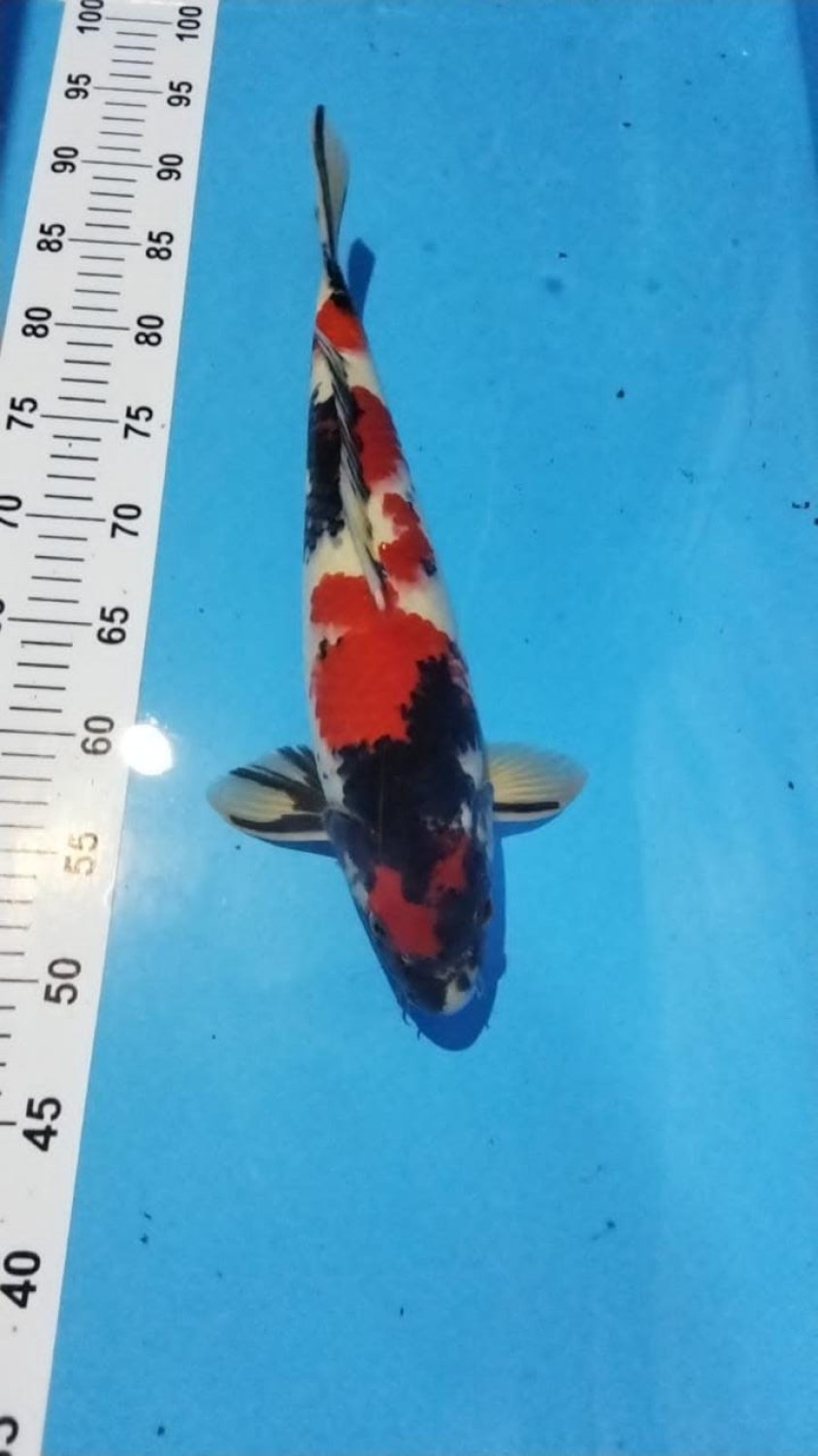 Juara 5