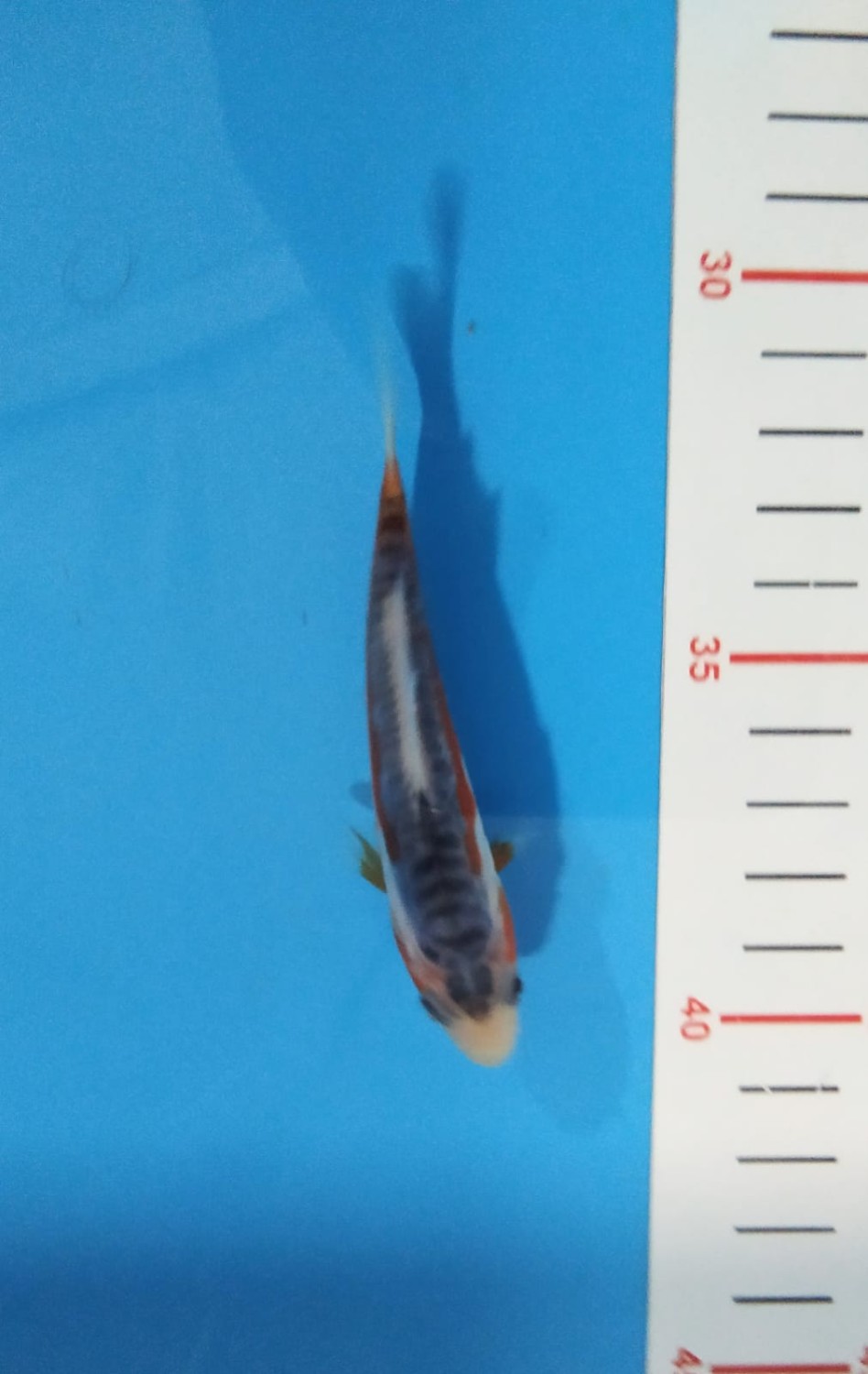 Best In Size D Up To 12 cm