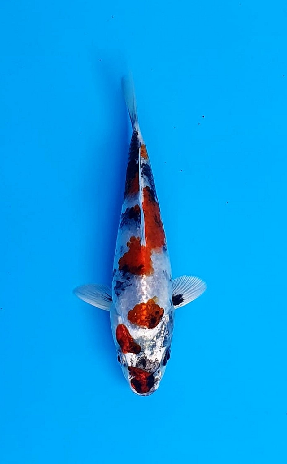 Best In Size D 13-15 cm
