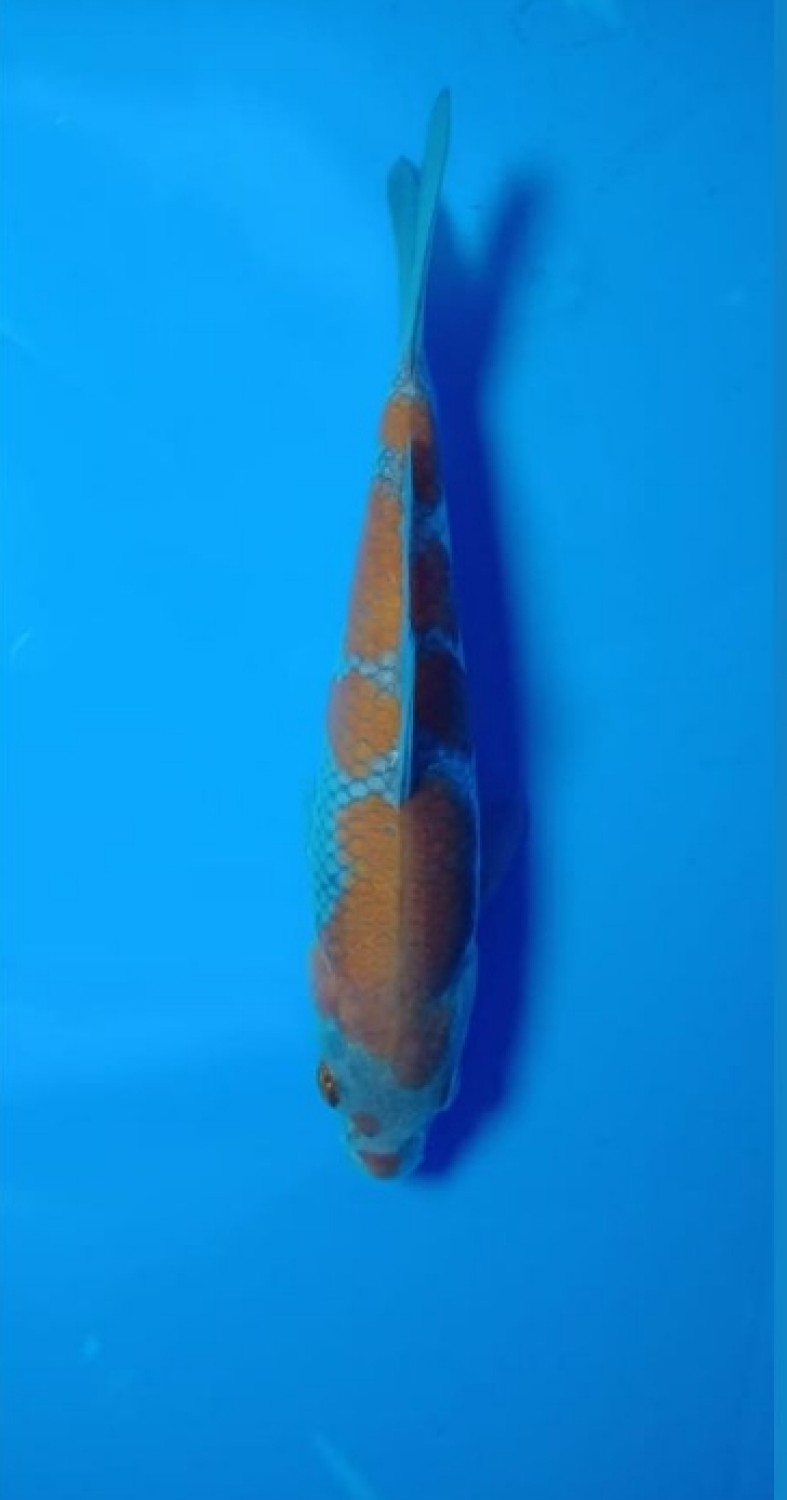 Juara 5