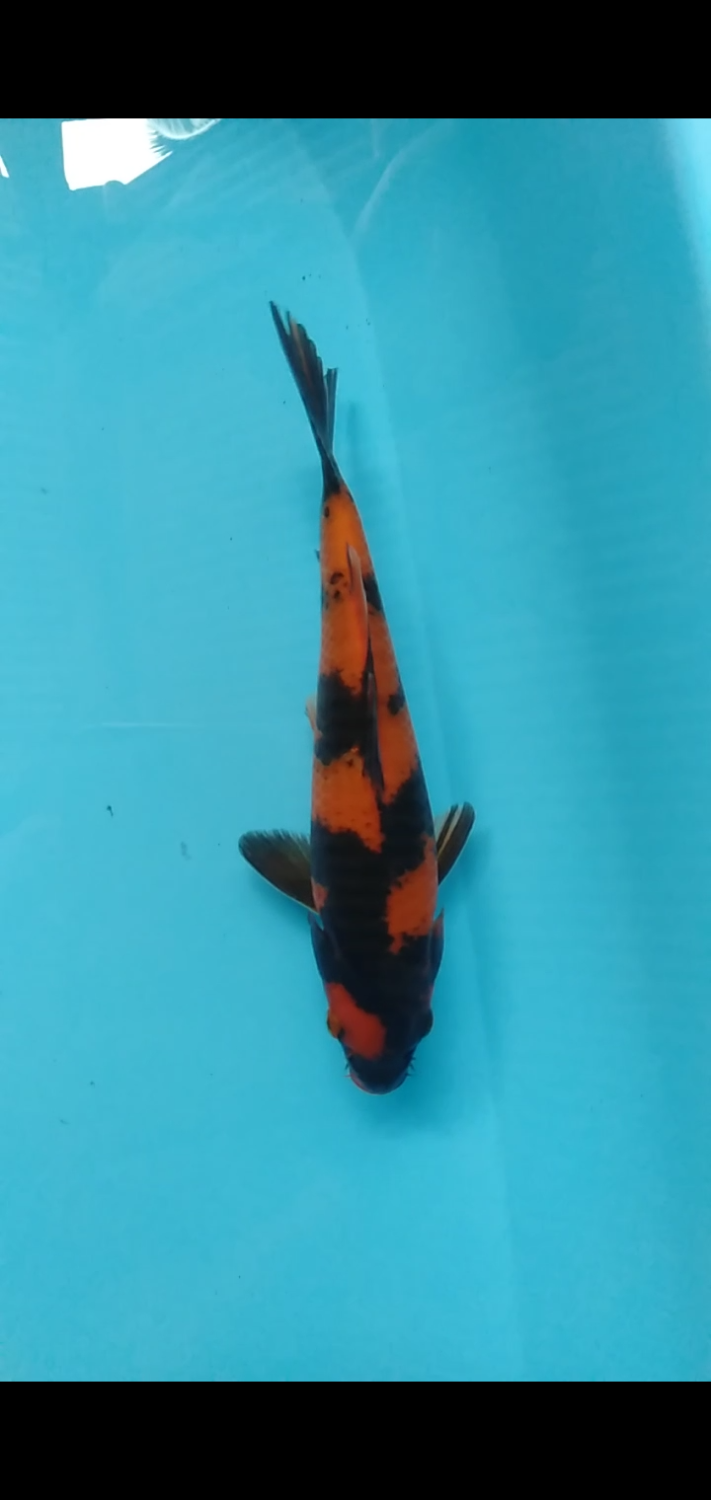 Juara 1
