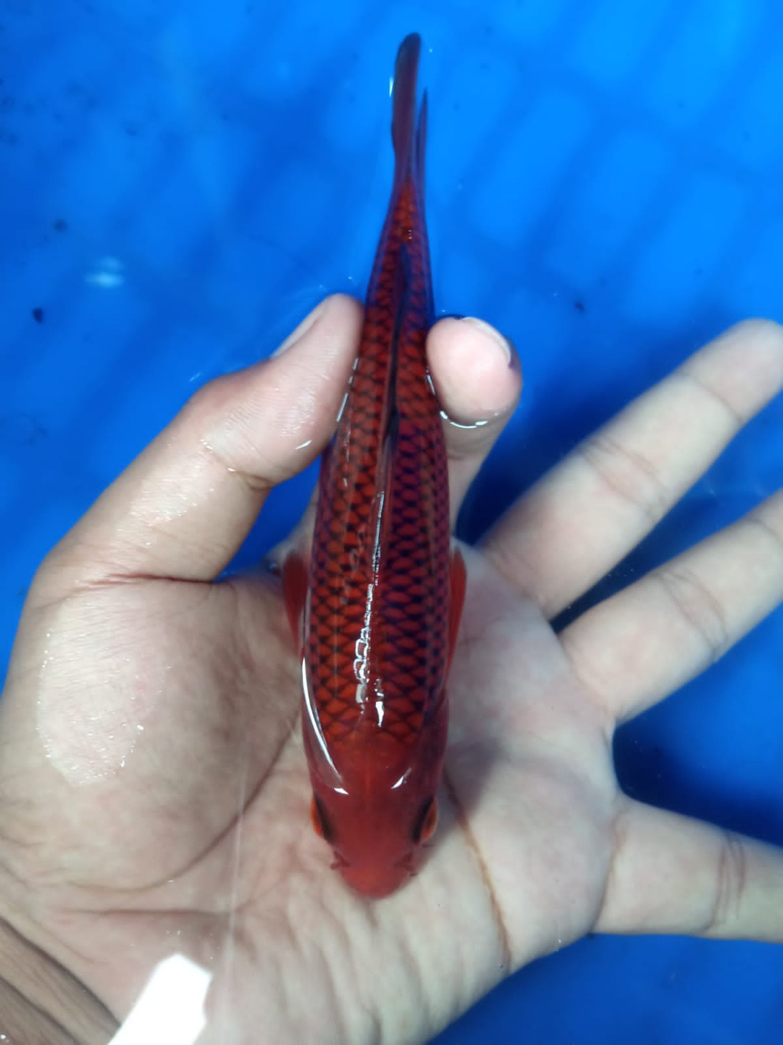Juara 1