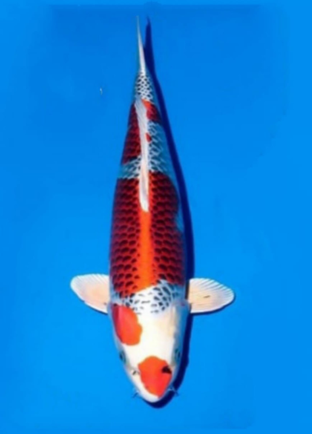 Juara 1