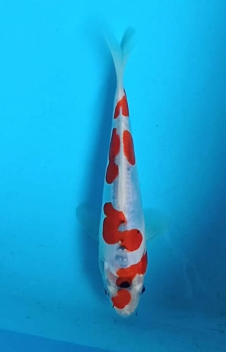 Juara 5