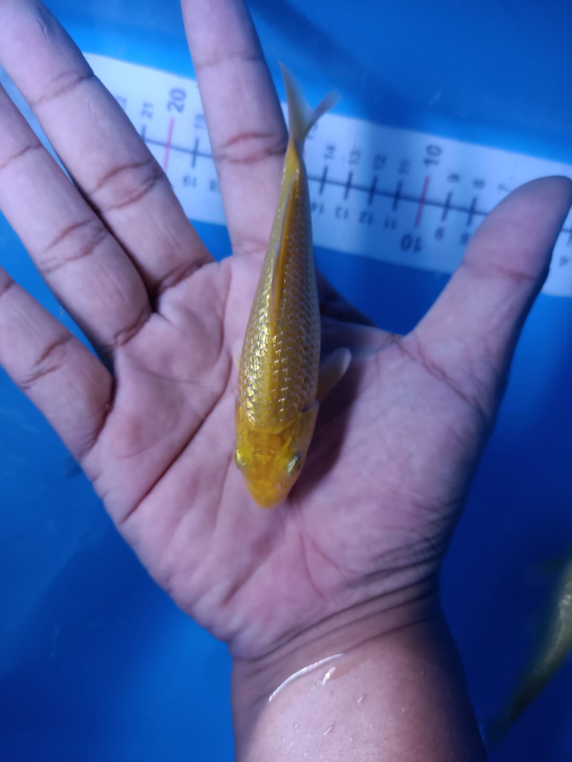 Juara 3