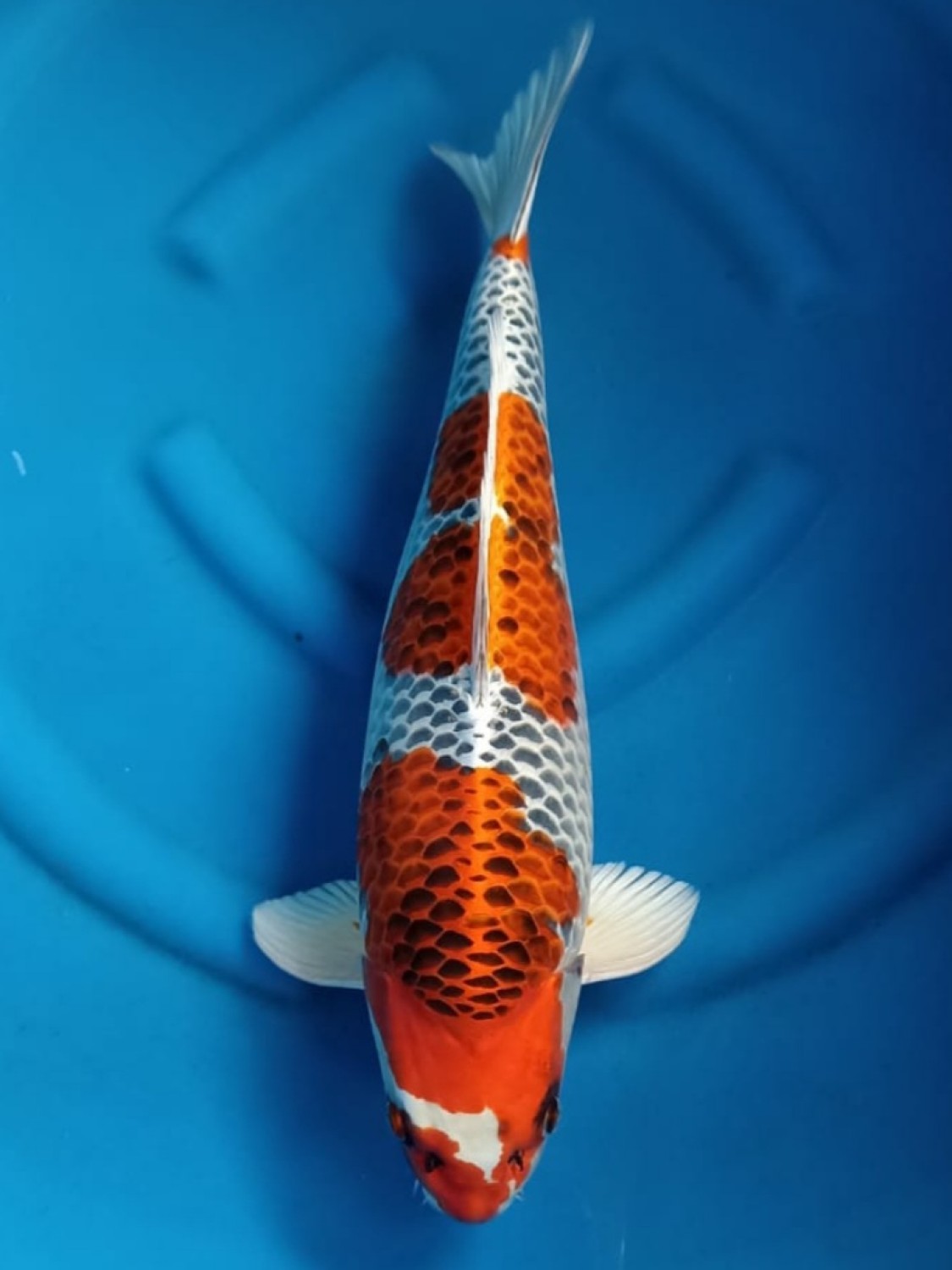 Juara 1