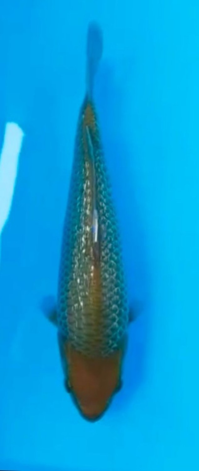 Juara 3