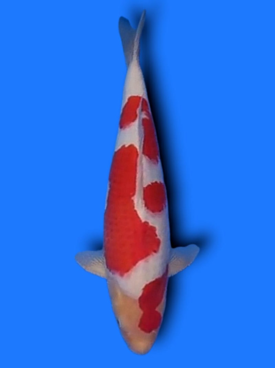 Juara 1