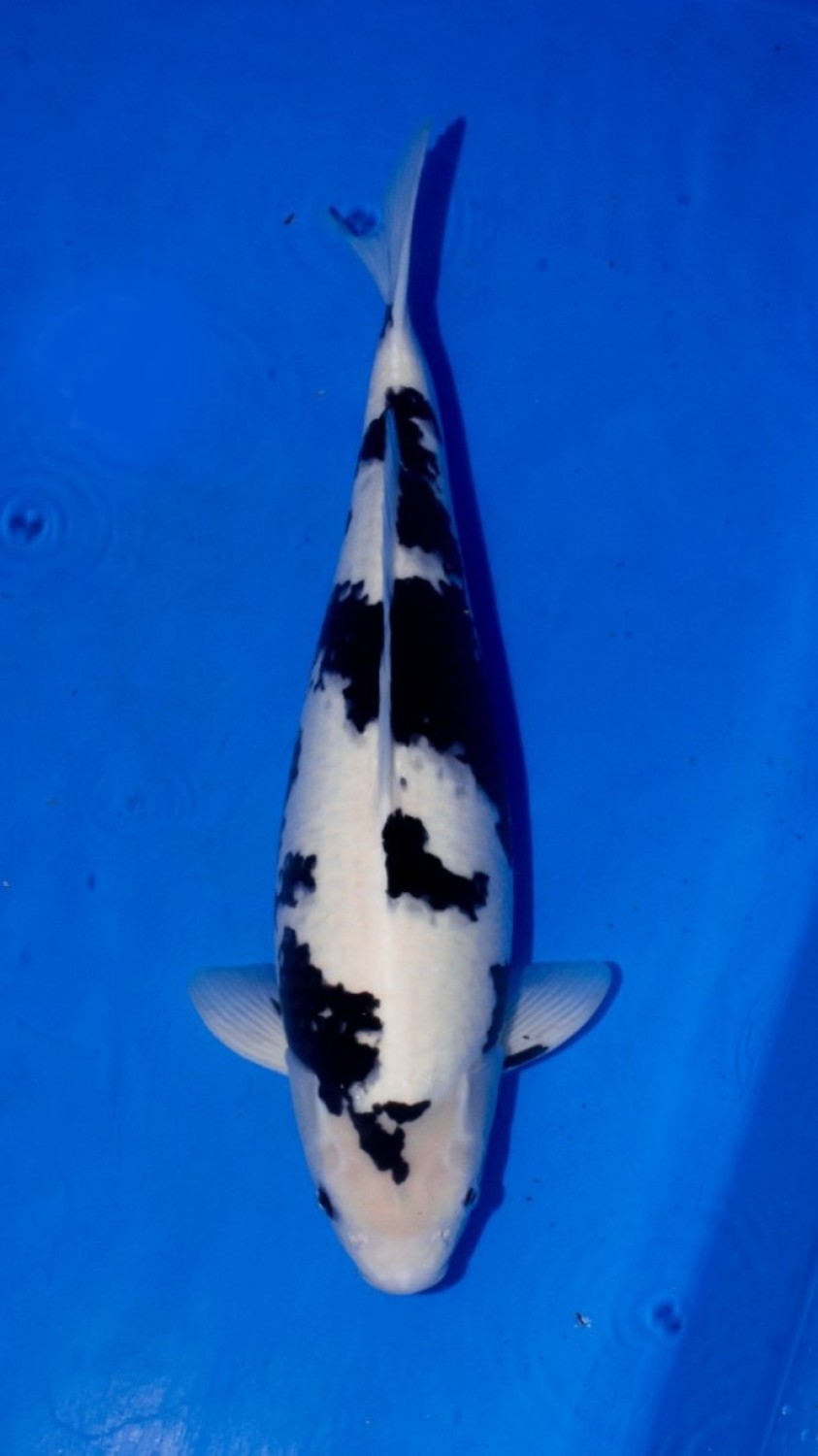 Juara 1