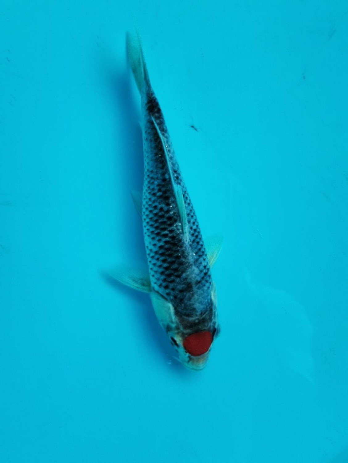 Juara 1