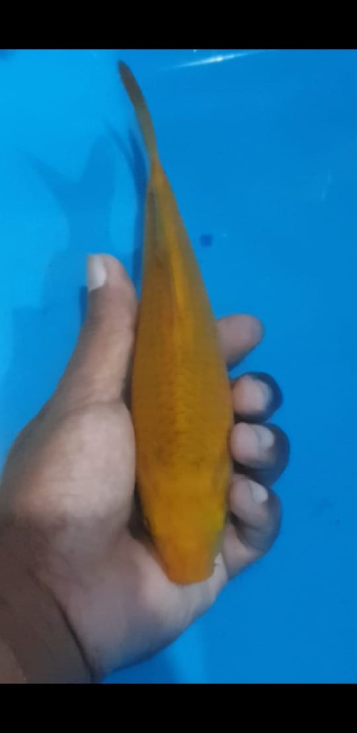 Juara 1