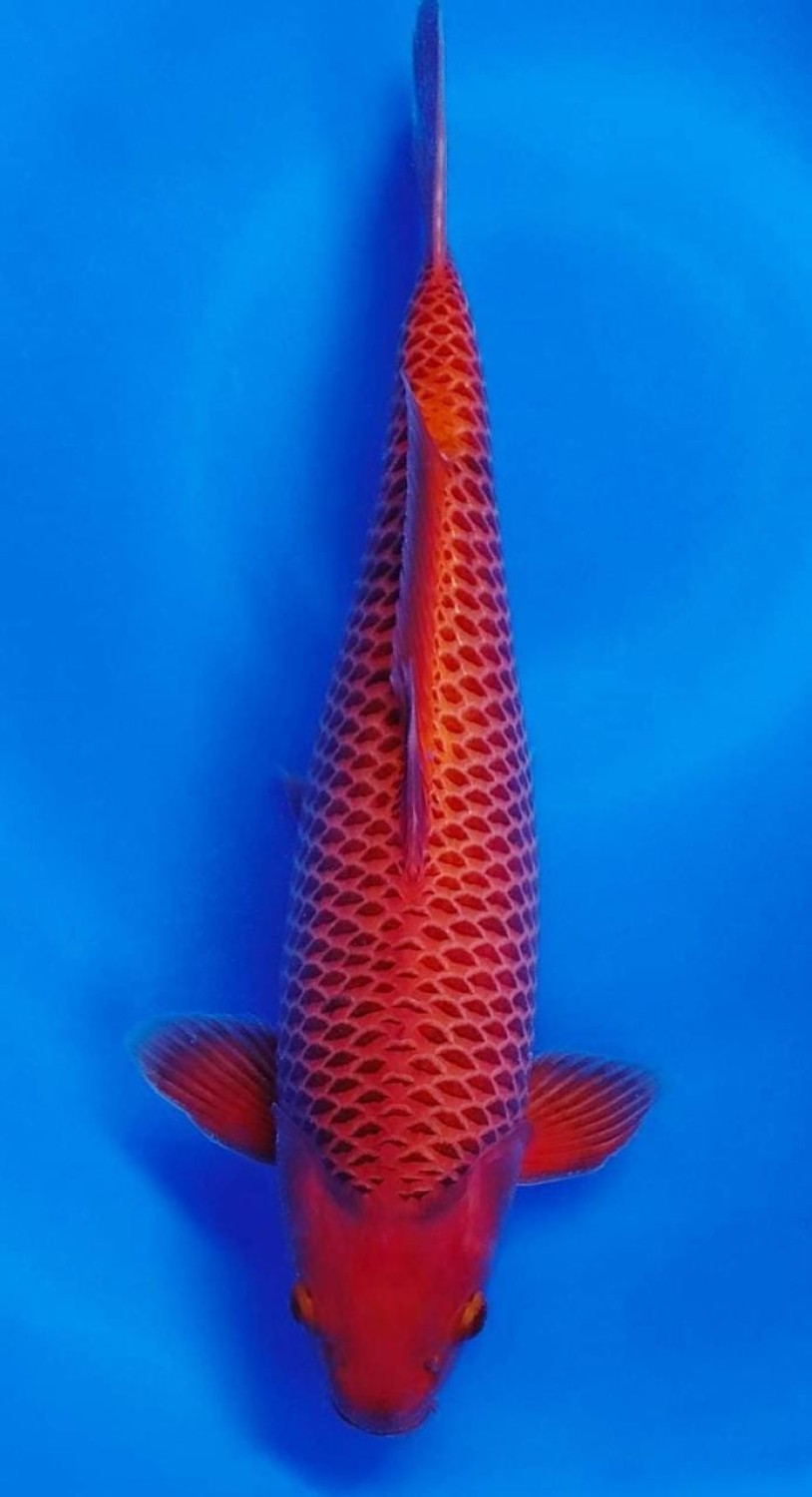 Juara 1