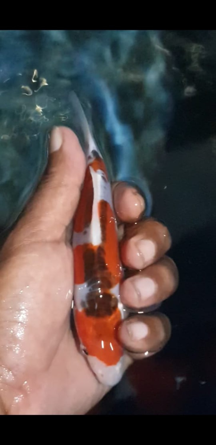 Juara 2