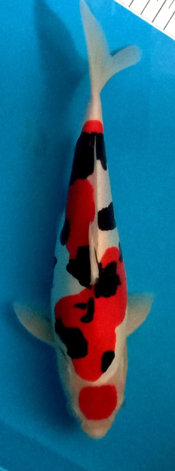 Juara 1
