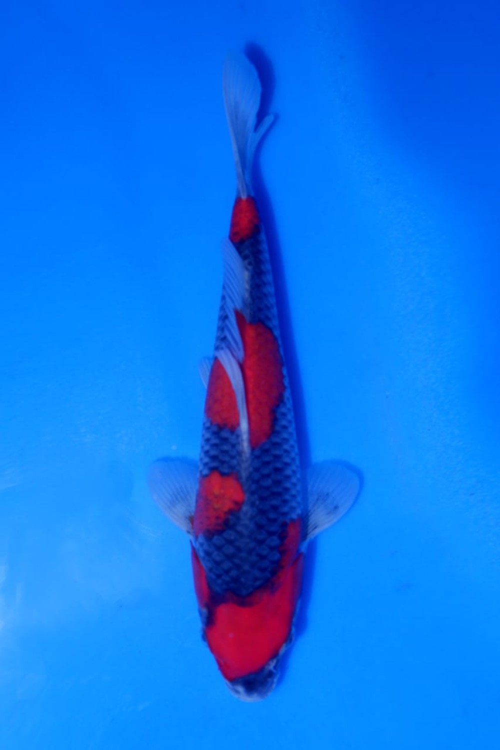Juara 1