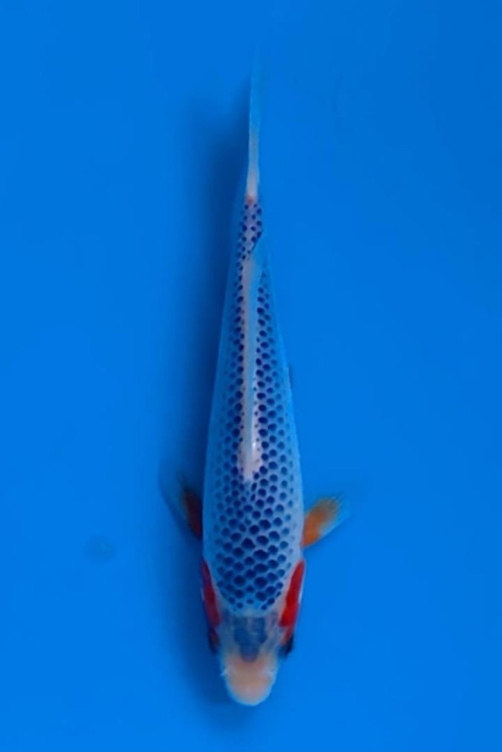 Juara 1