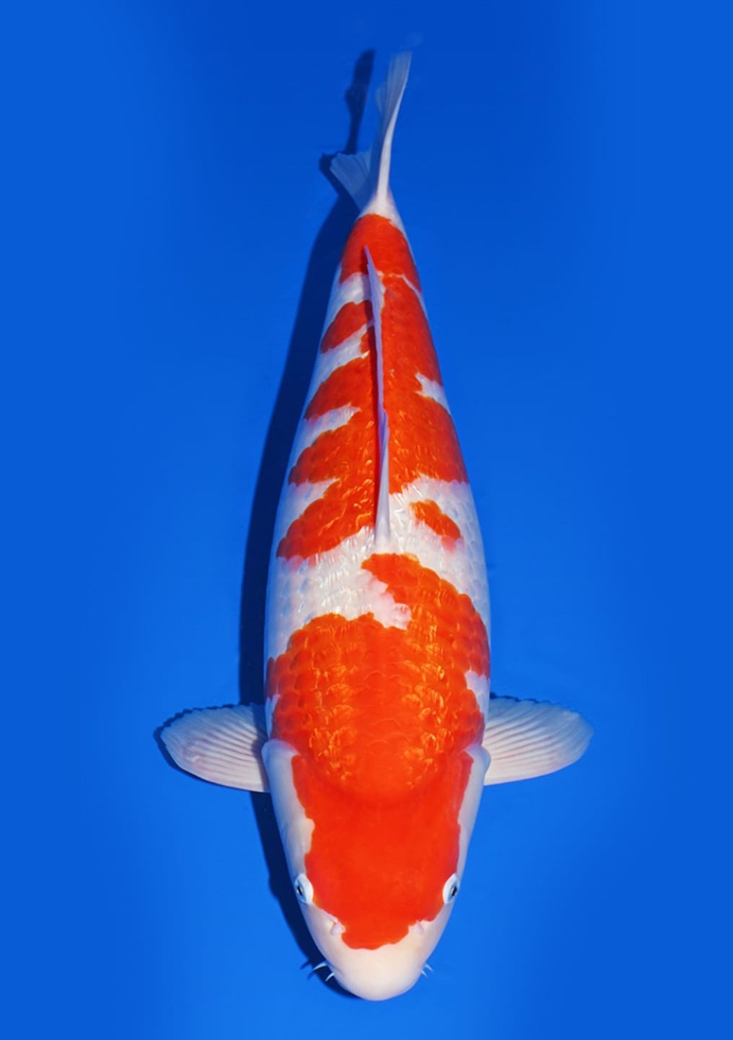 Best In Size B 61 - 65 cm