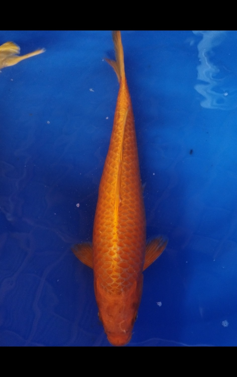 Juara 5