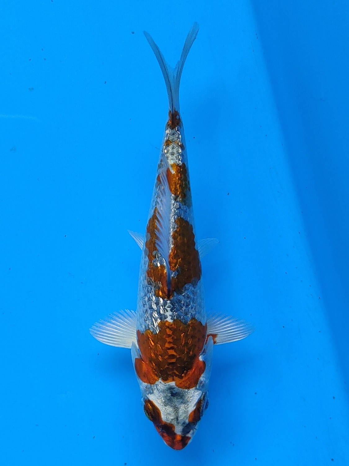 Juara 3