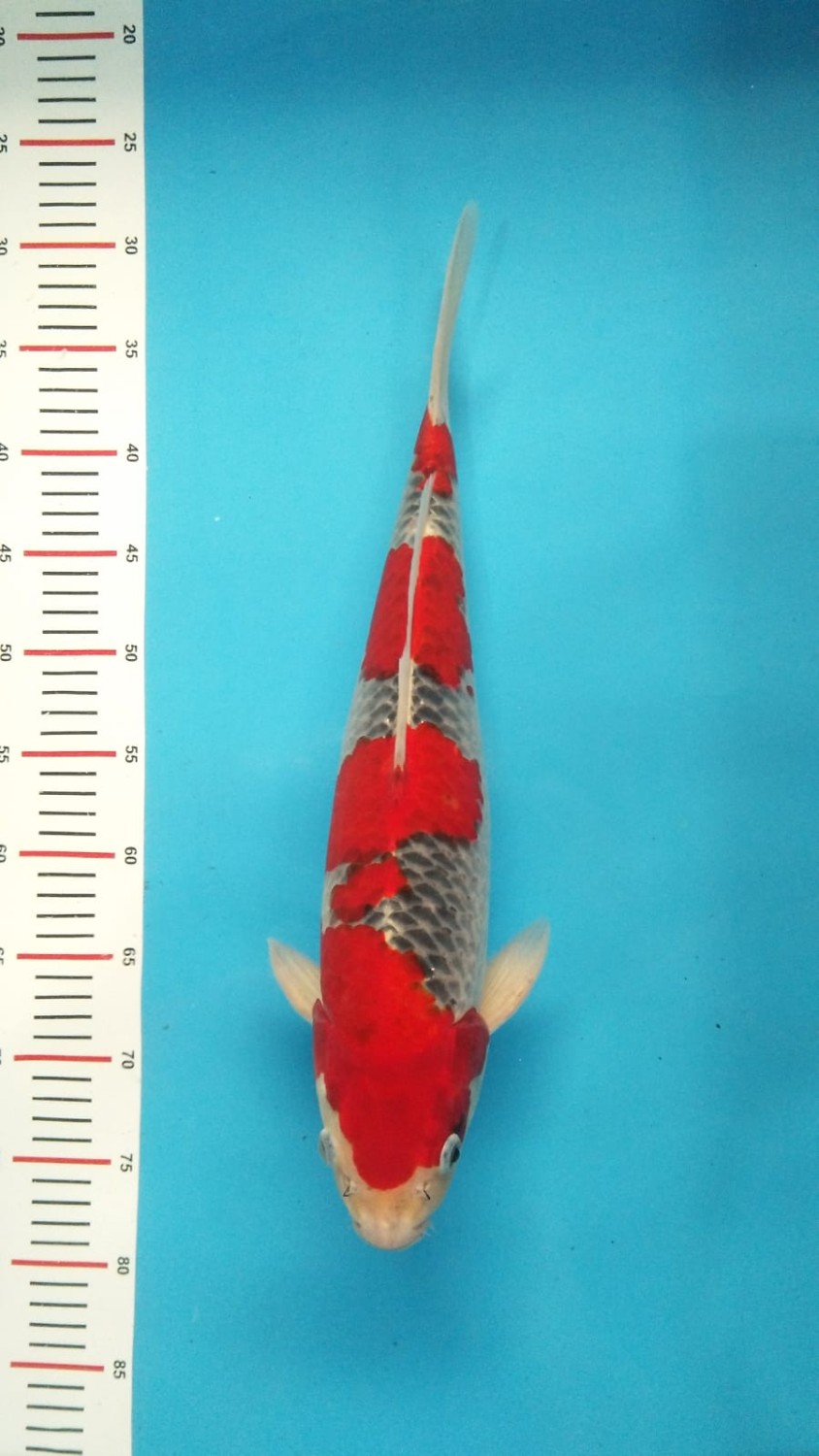 Juara 1