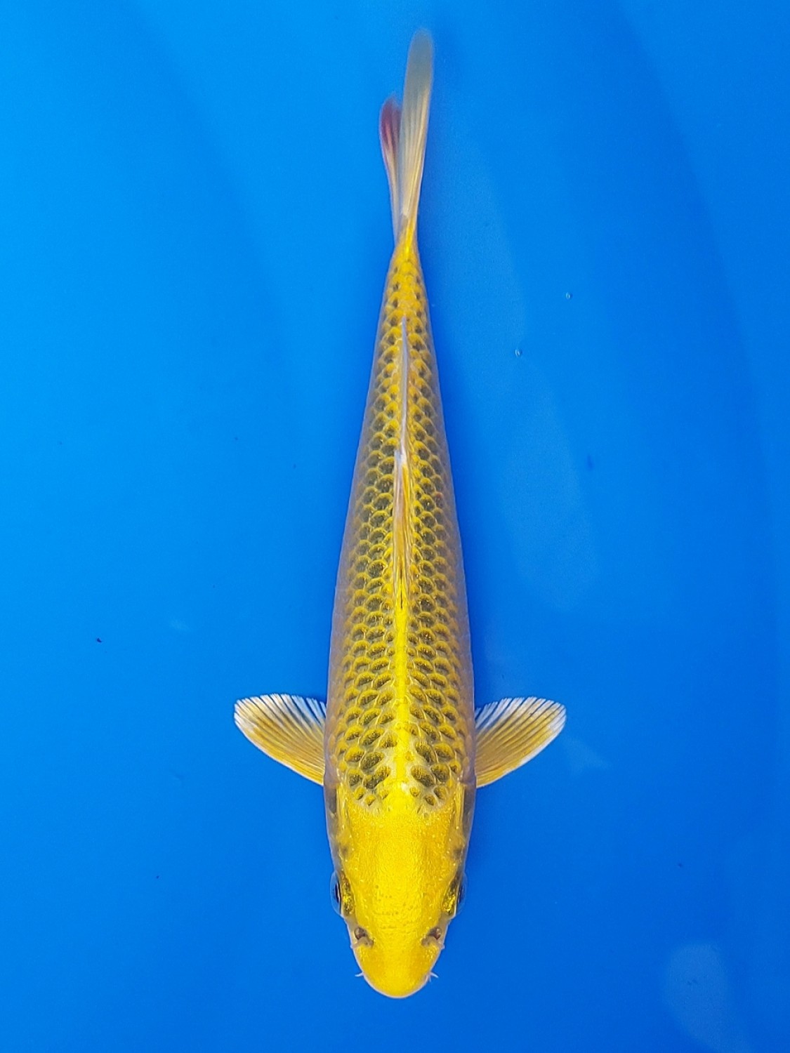 Juara 3