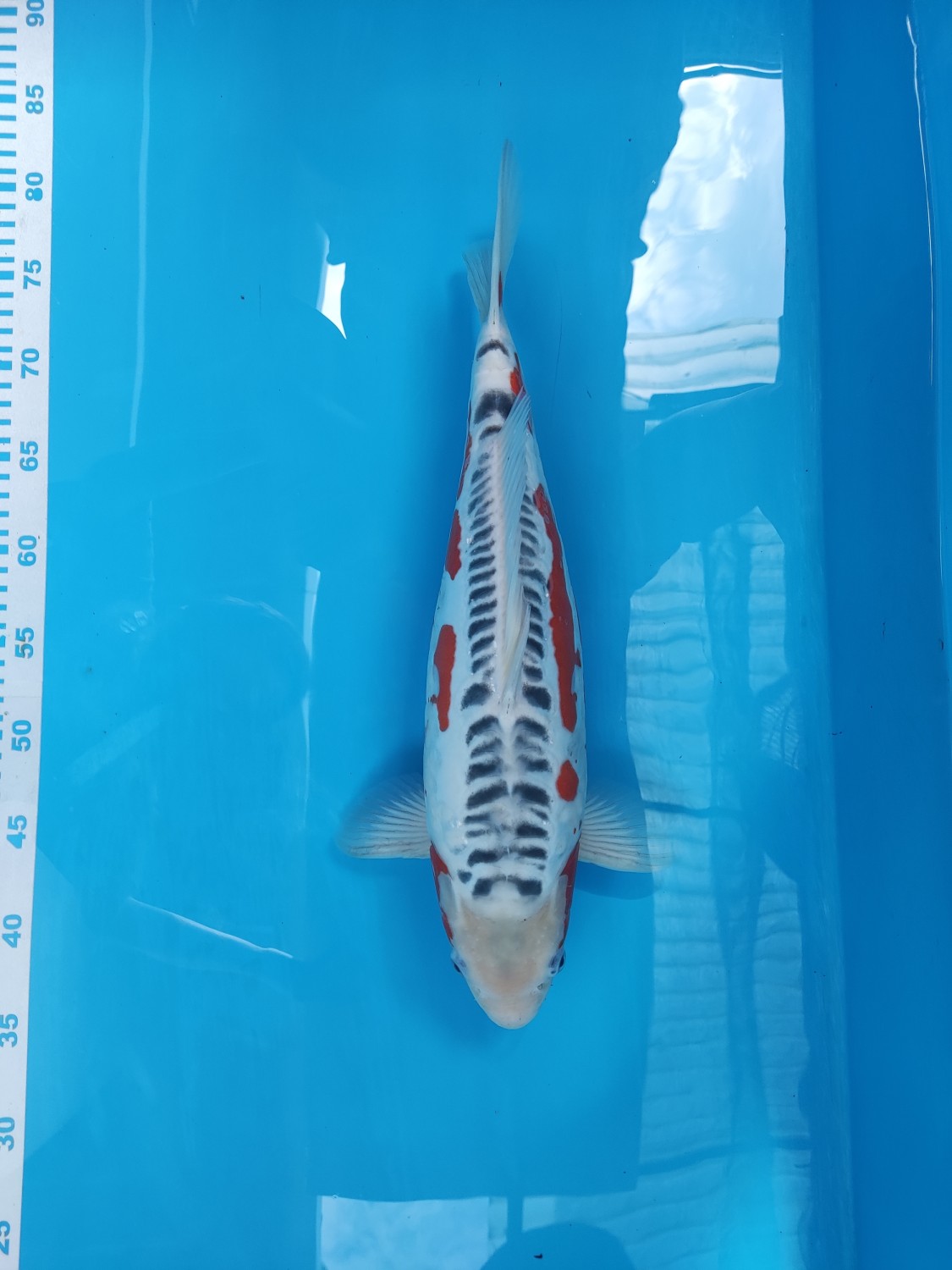 Best In Size D 36 - 40 cm