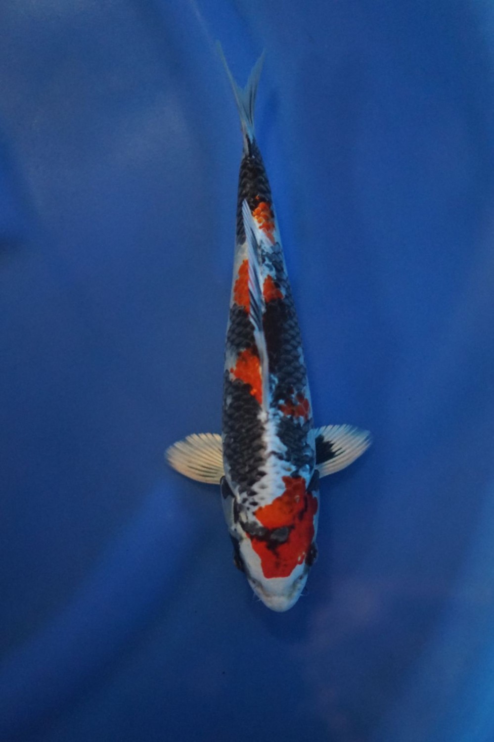 Juara 1