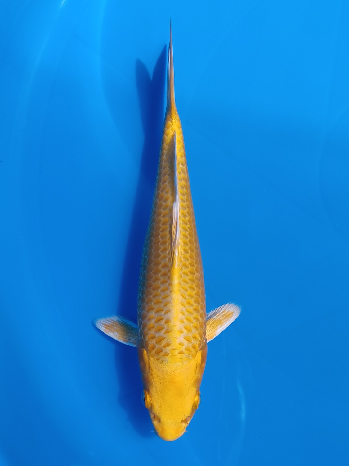 Juara 2