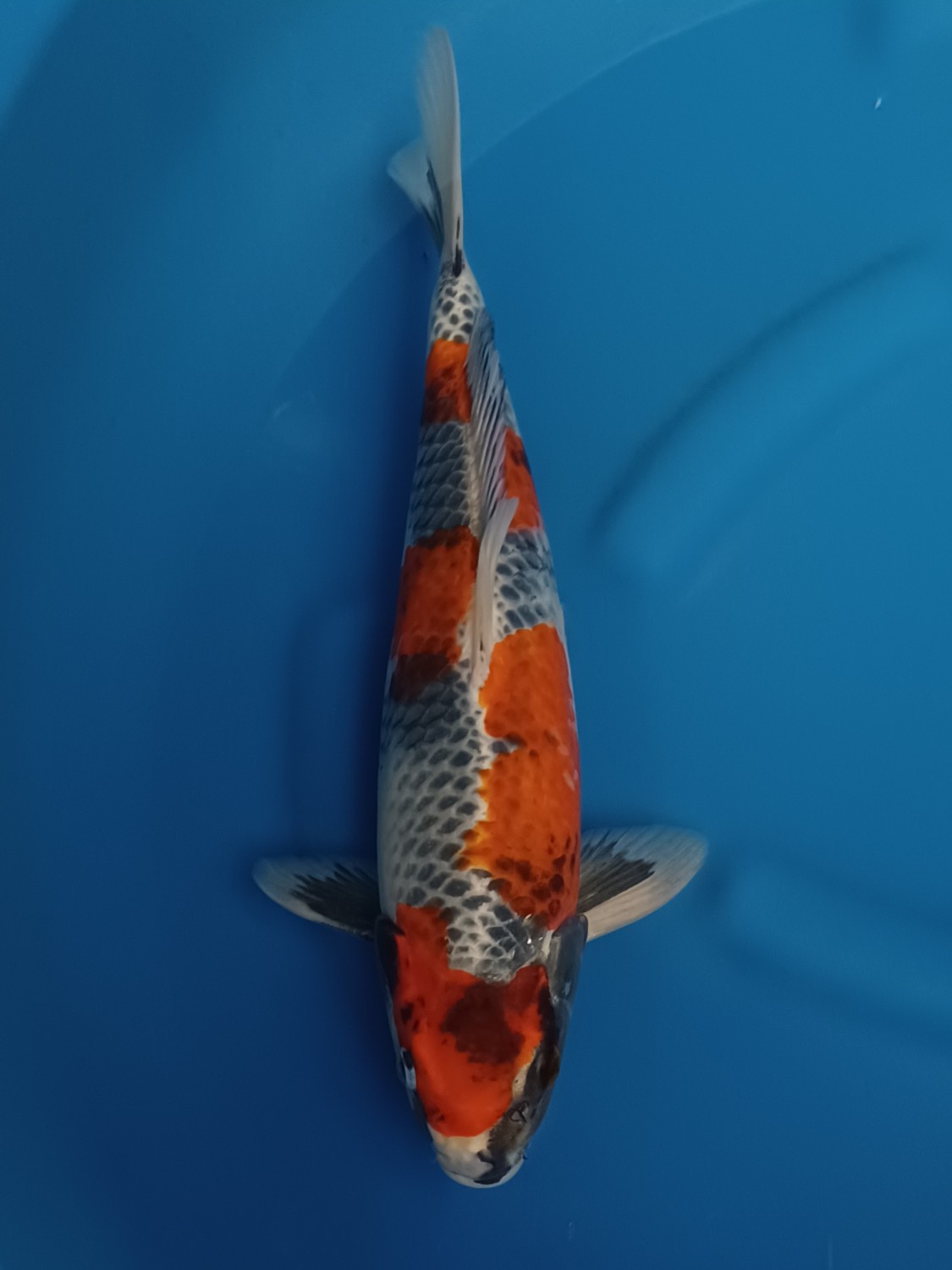 Juara 4