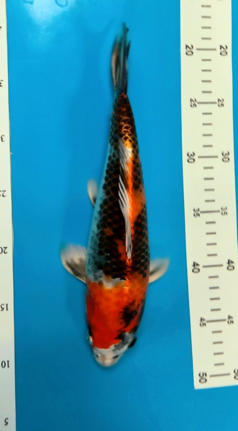 Juara 2