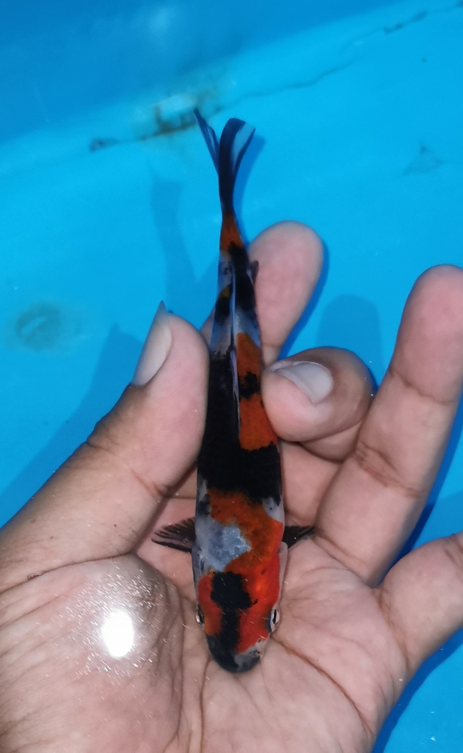 Juara 5