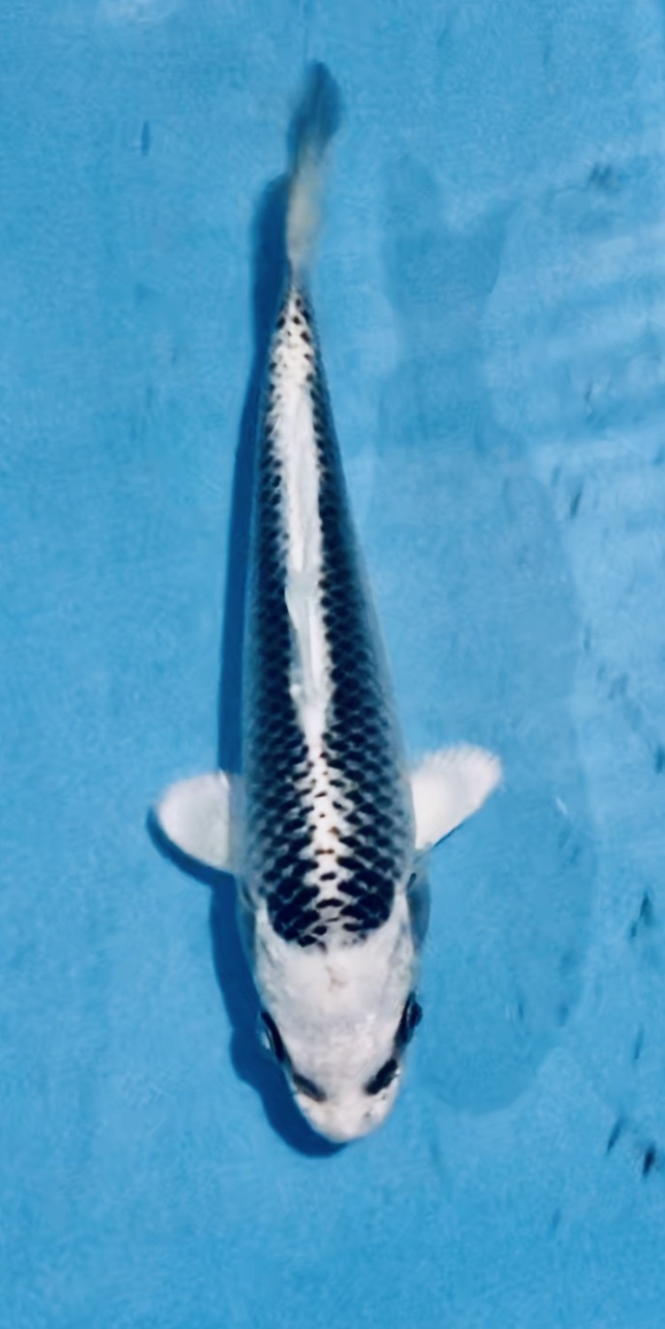Juara 2