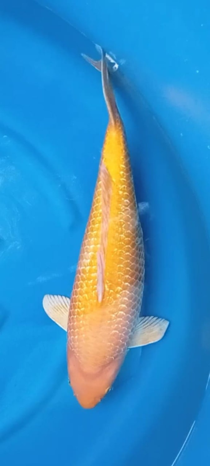 Juara 3