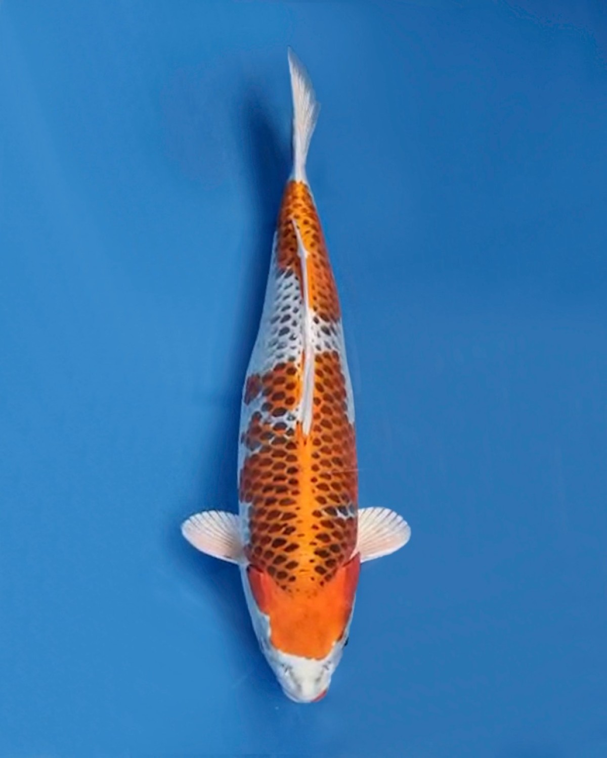 Juara 1