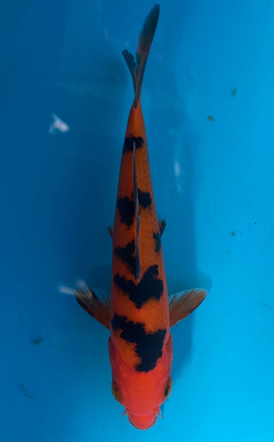 Juara 1