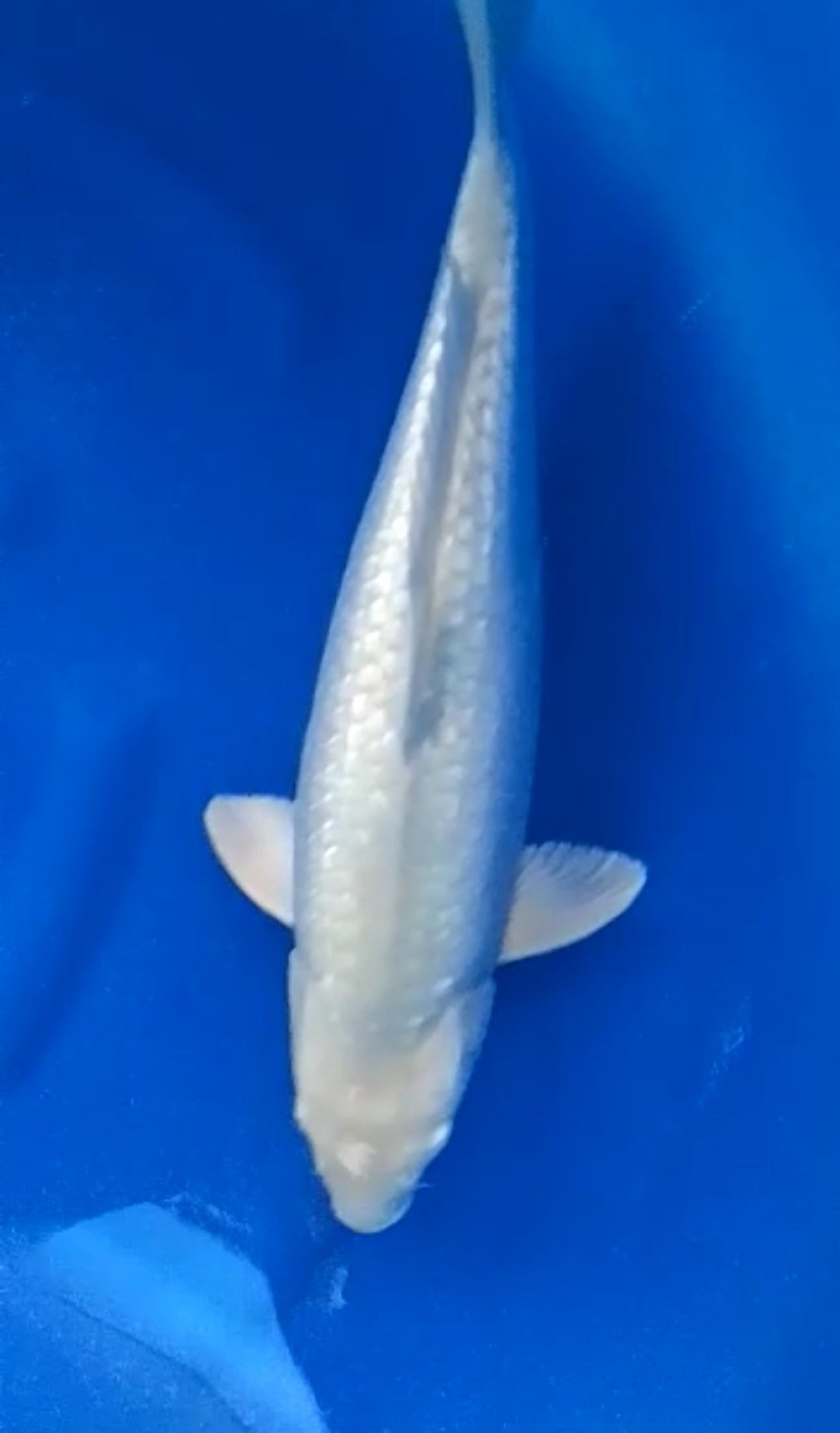 Juara 2