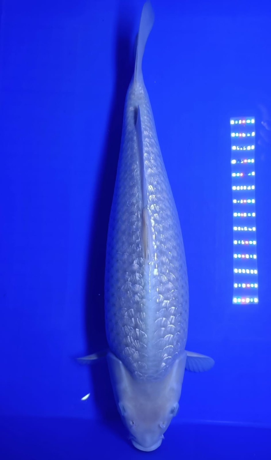 Juara 1