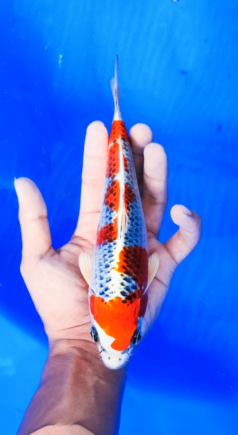 Juara 2