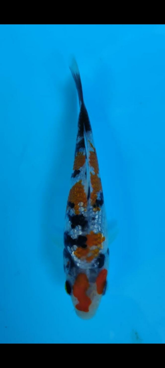 Juara 4