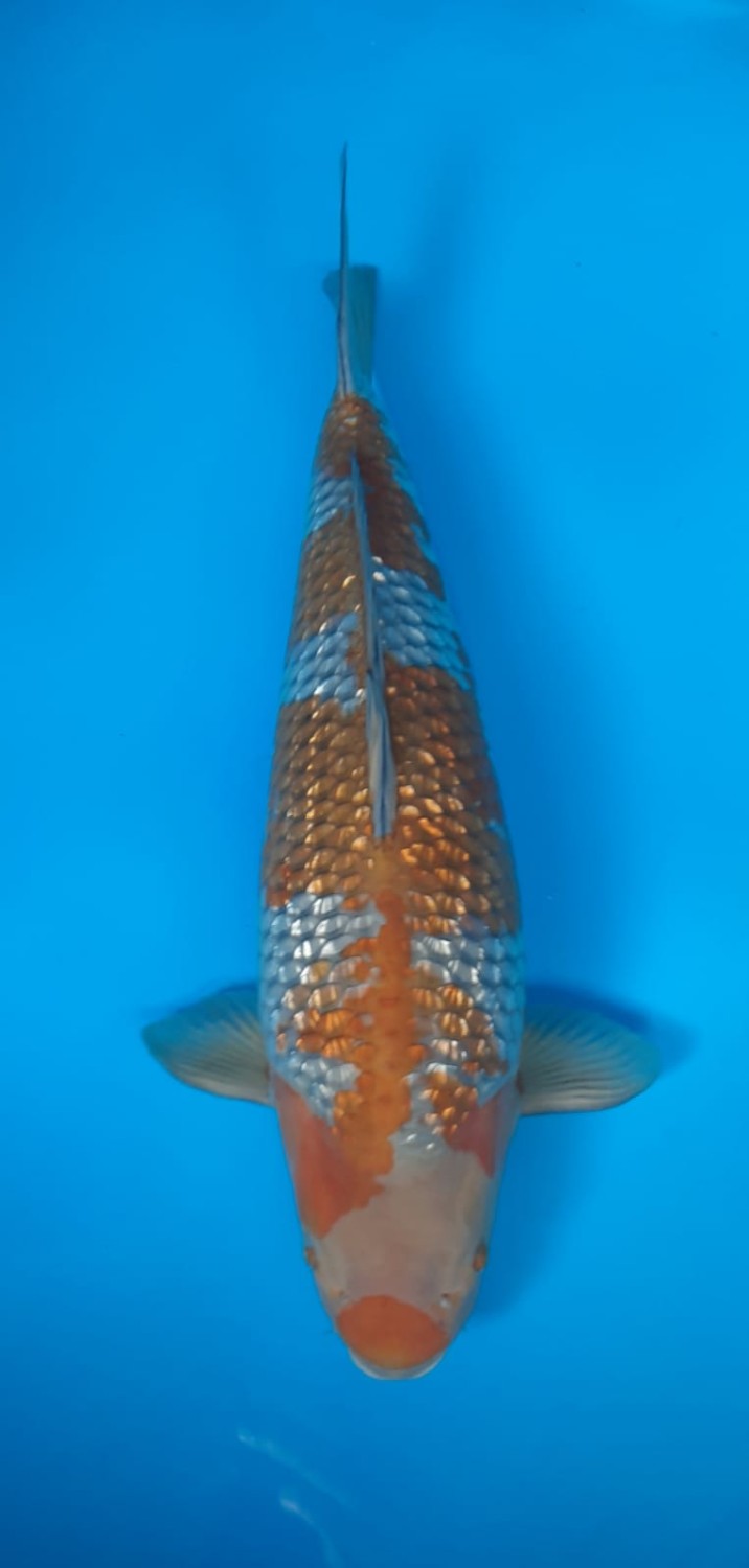 Juara 1