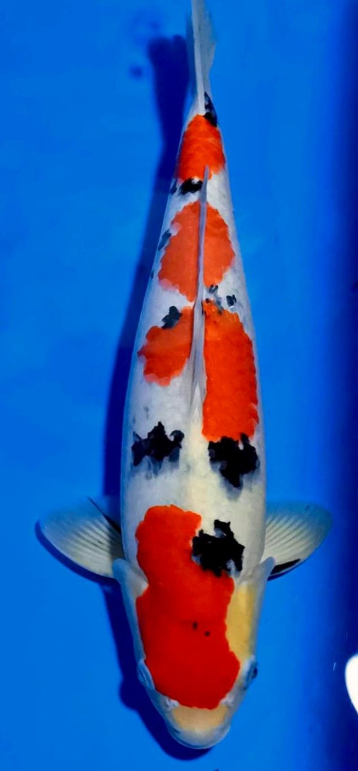 Juara 1