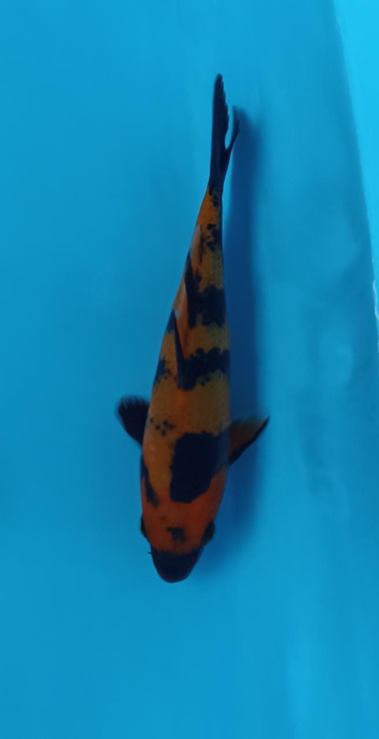 Juara 4