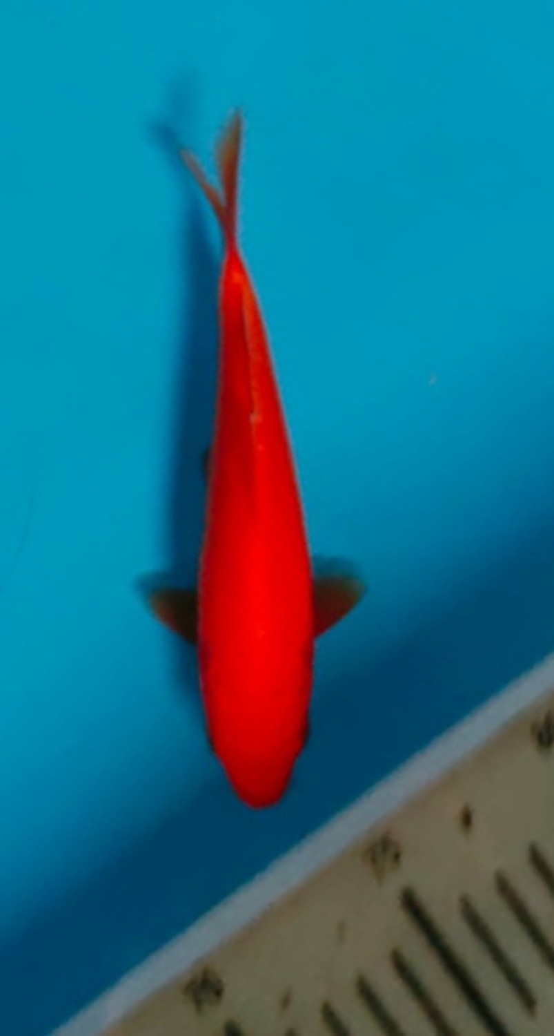 Juara 2