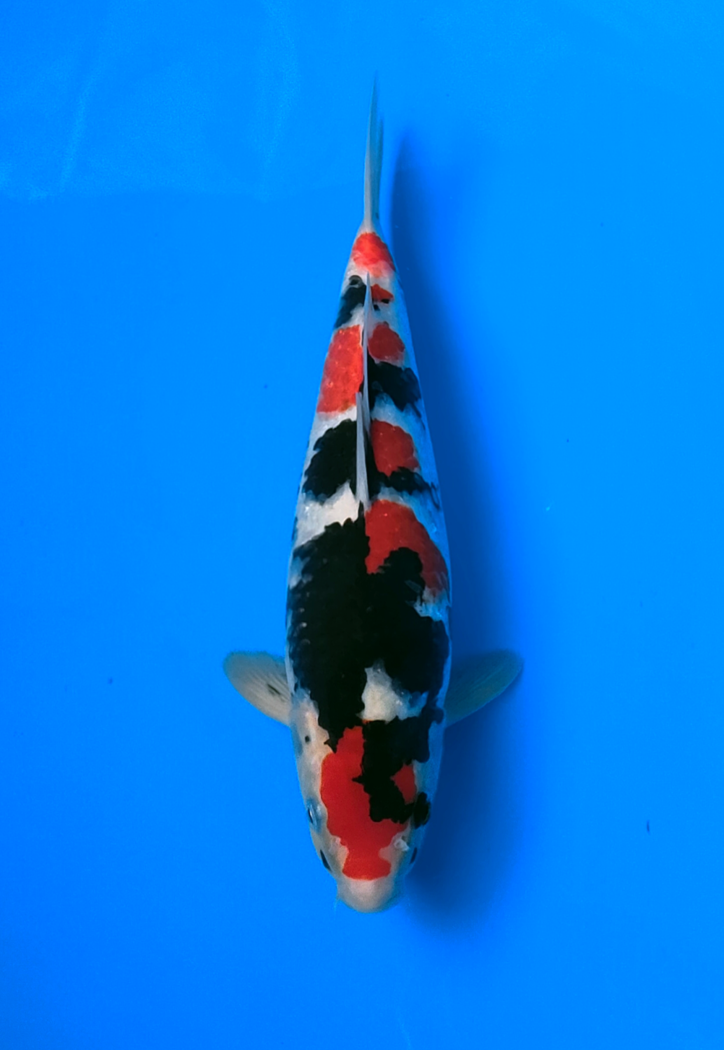 Juara 2