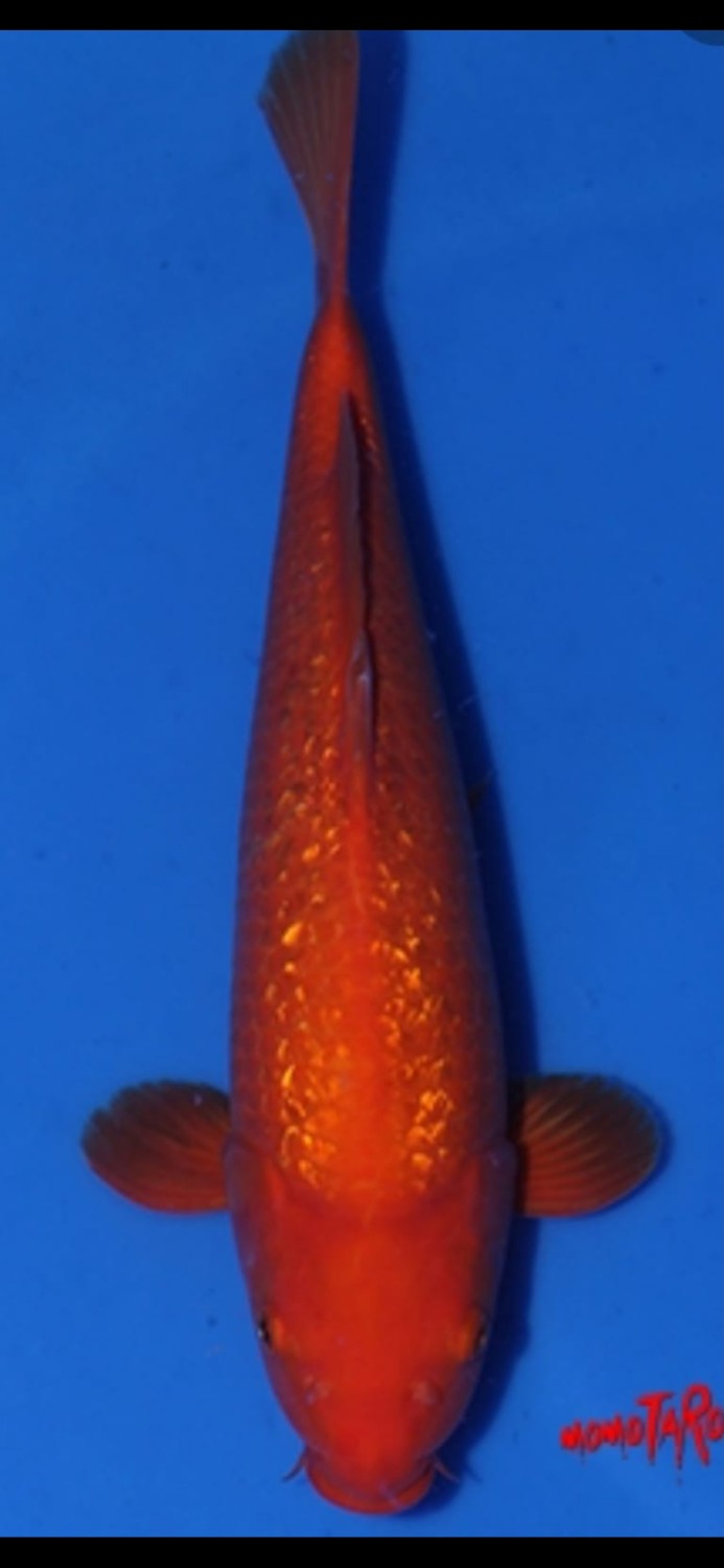 Juara 4