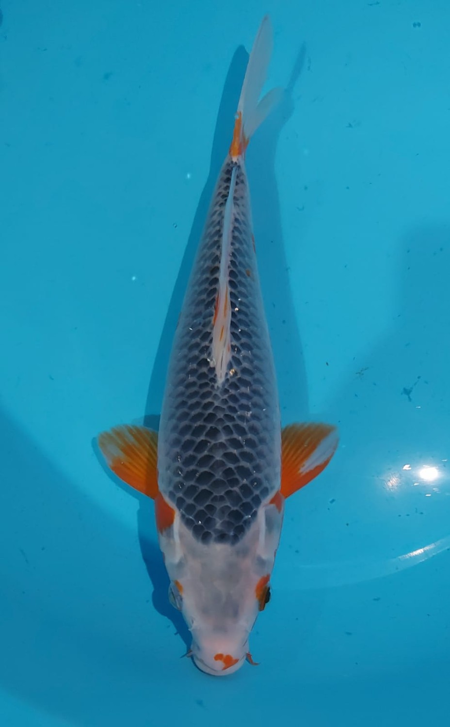 Juara 5