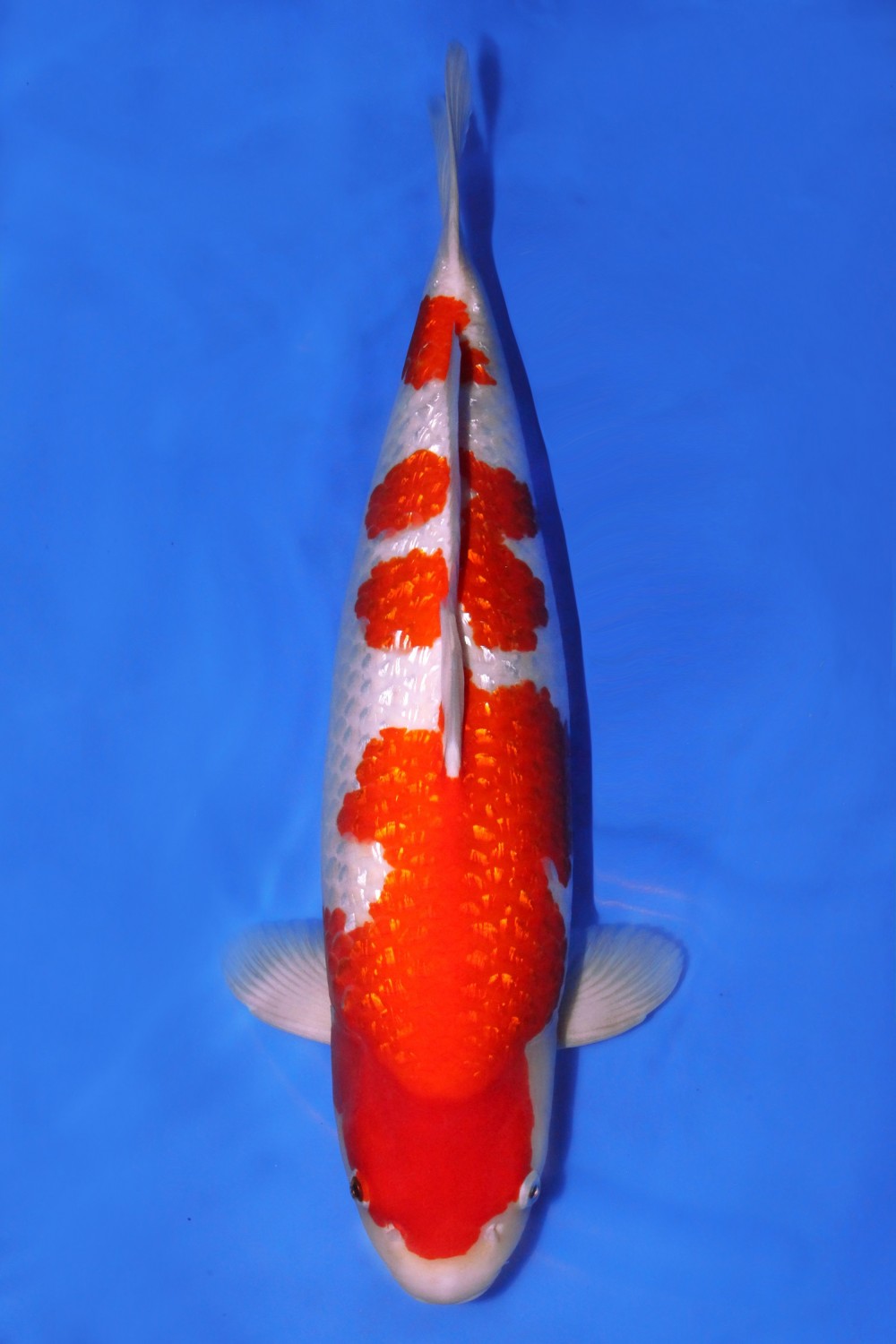 Juara 1